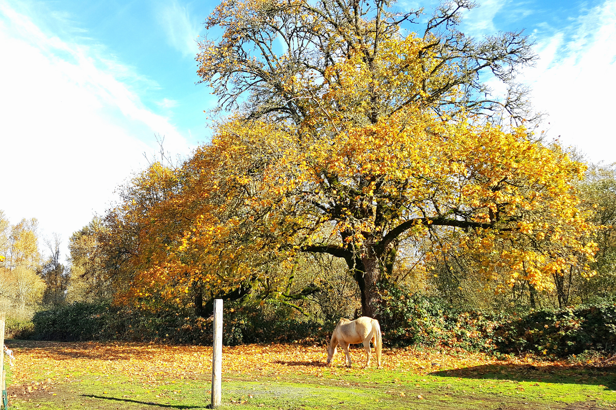 golden tree horse farm golden tree horse farm