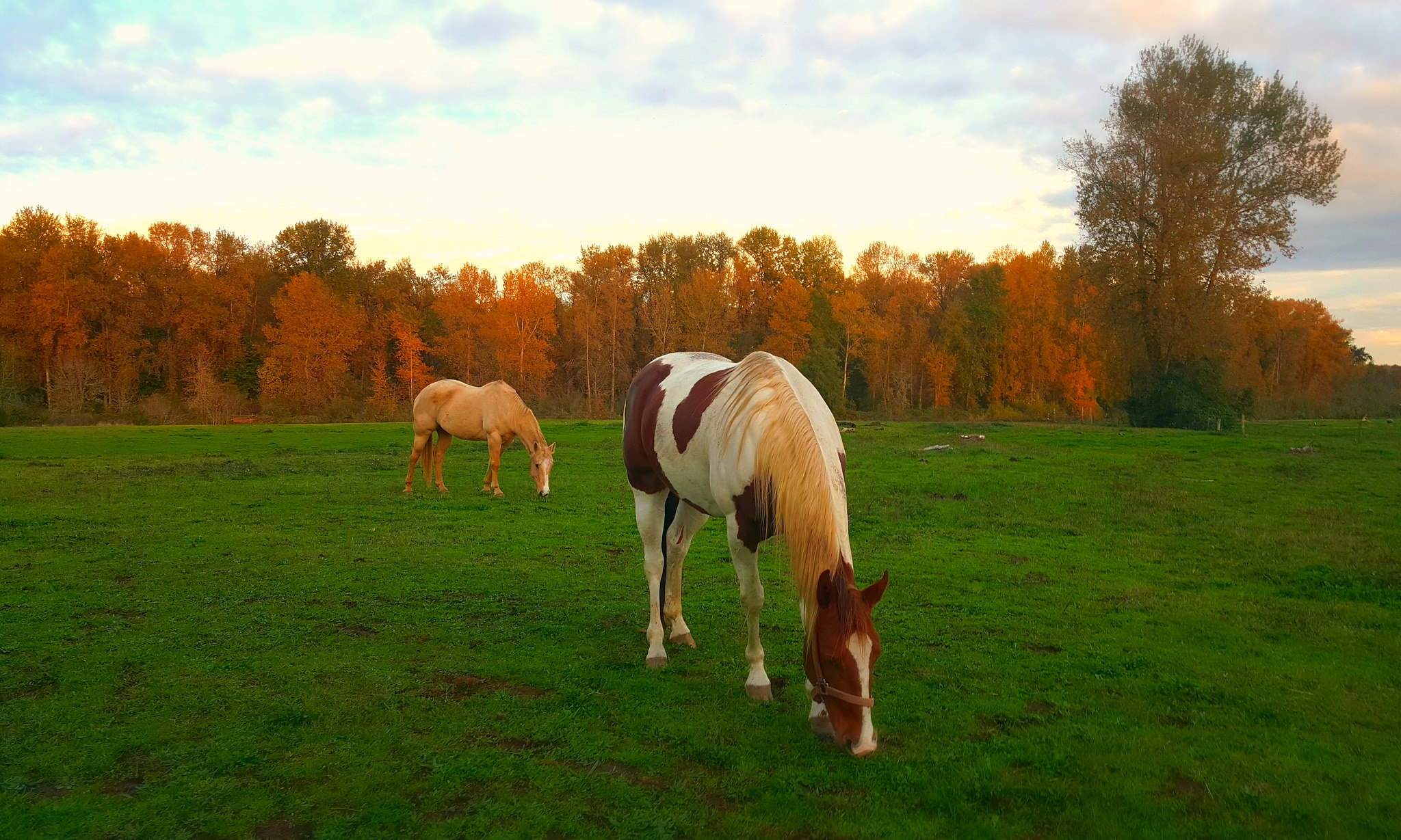 horses by river horses by river