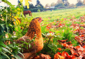 Organic Produce and cage free farm fresh eggs Organic Produce and cage free farm fresh eggs